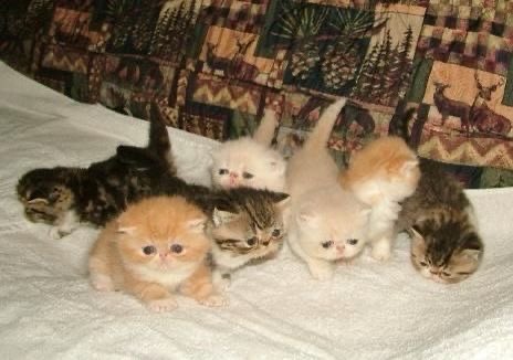 humsoapy tweet picture