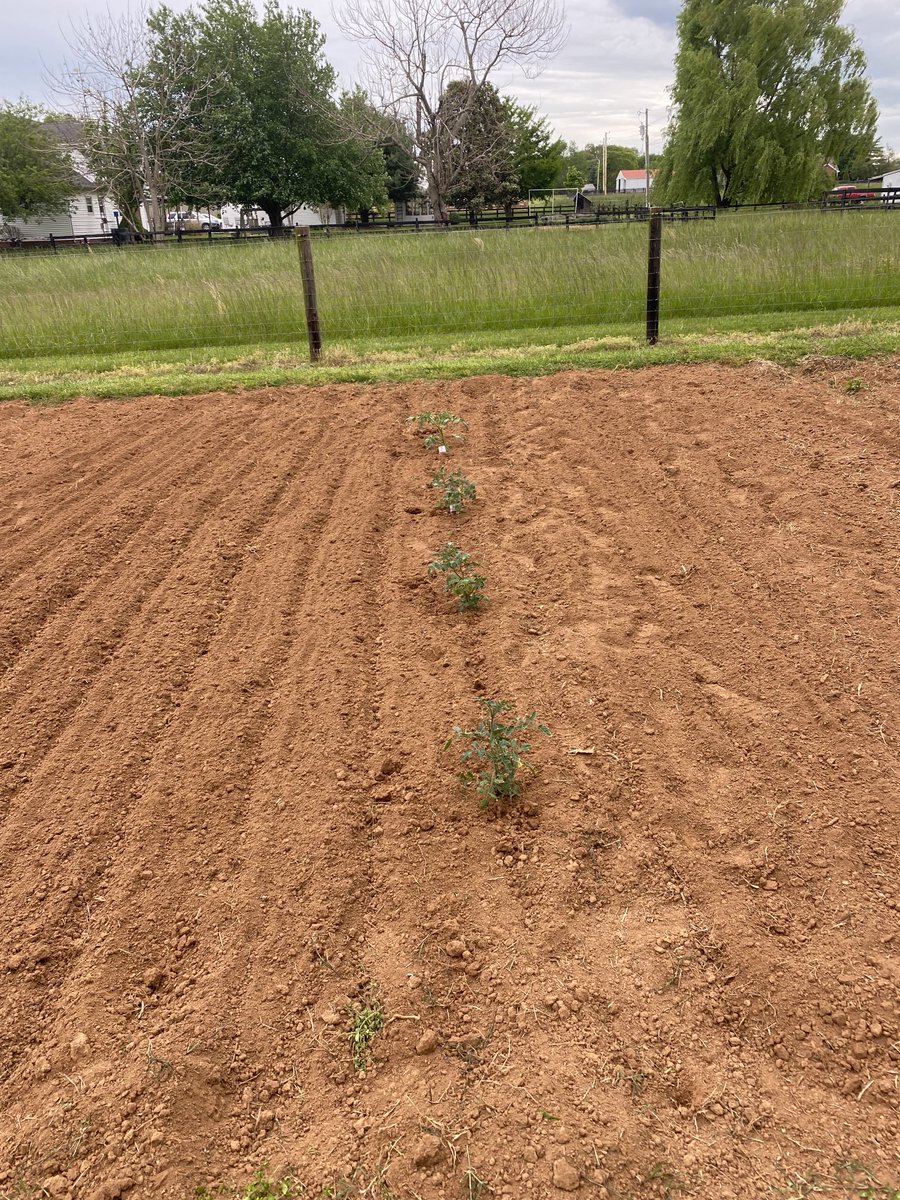Jeffprice5906's tweet photo. #garden2023 part of the #corn is up #tomatoes are growing #greenbeans #limabeans #squash #zuchinni #pollinatorflowers #bunchingonions itโs all a waiting and watering game now https://t.co/hKPLlkFakP