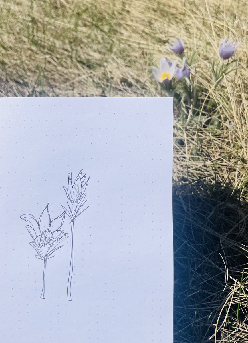 cbelearn's tweet image. Thank you @Indigenous_cbe for a wonderful morning of learning at Nose Hill! #yycbe #WeareCBE