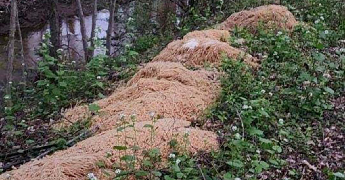 OddNews's tweet photo. Sleuthing Neighbors Think They Know Who Dumped 500 Pounds Of Pasta https://t.co/AwOJhoF6sm https://t.co/6wtwS2FEDj