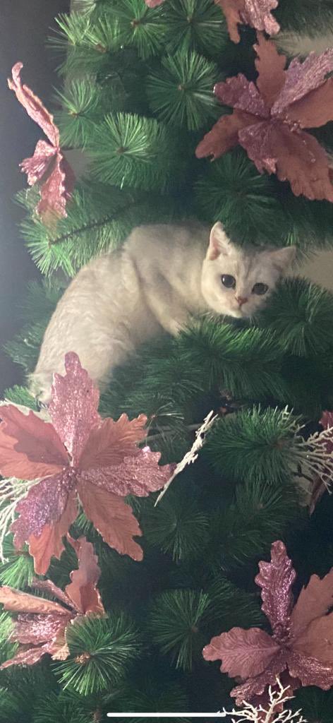 Chavo_74's tweet photo. @ladyvickygaga @Tiofelino Y yo denuncio a su hermano por rompernos el árbol de navidad jajajaj https://t.co/fgDHZplBiS