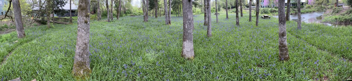 David Showalter tweet media