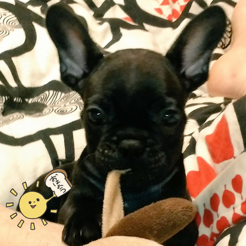 皆様ひさびさGMです☀💦
最近家族が増えたり、親族の会社立ち上げを少し手伝ったり、ちょっとドタバタしていてツイ活が疎かになってますが、エコケコ生きております😭
本日はお仕事外の話は、獣医さんと買い出し！合間見つけてN活したいと思ってます。それでは本日もよろしくお願いします🙏✨