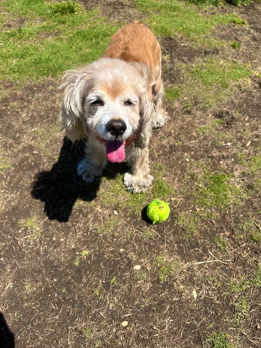 my girl turns 11 today everyone wish her the happiest bday  ft. cameo w/ @ariesking666 https://t.co/<a href="/tag/returntohelixacademy"class="tags"><span>#returntohelixacademy</span></a>