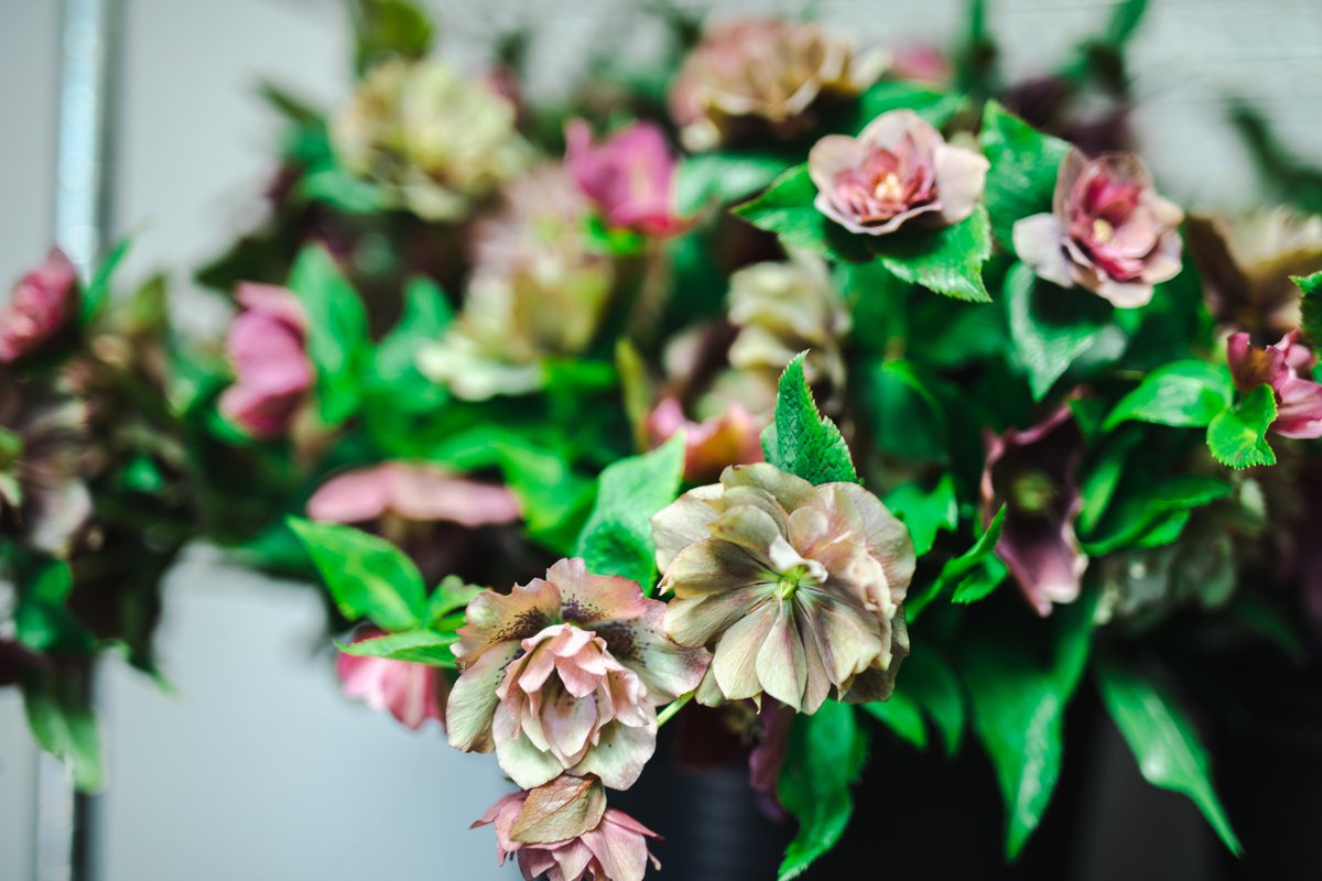 FlowersFromTheFarm (@flowers_ft_farm) on Twitter photo Next to the Quire of the Abbey <a href="/ShaneConnollyCo/">Shane Connolly & Co</a>'s designs will feature hellebores β a particular favourite of The King - honeysuckle, tulips, ranunculus, blossom & aquilegia, an ancient symbol of the Holy Spirit and wild broom grown on the Isle of Skye. So proud of our members. Next to the Quire of the Abbey <a href="/ShaneConnollyCo/">Shane Connolly & Co</a>'s designs will feature hellebores β a particular favourite of The King - honeysuckle, tulips, ranunculus, blossom & aquilegia, an ancient symbol of the Holy Spirit and wild broom grown on the Isle of Skye. So proud of our members.