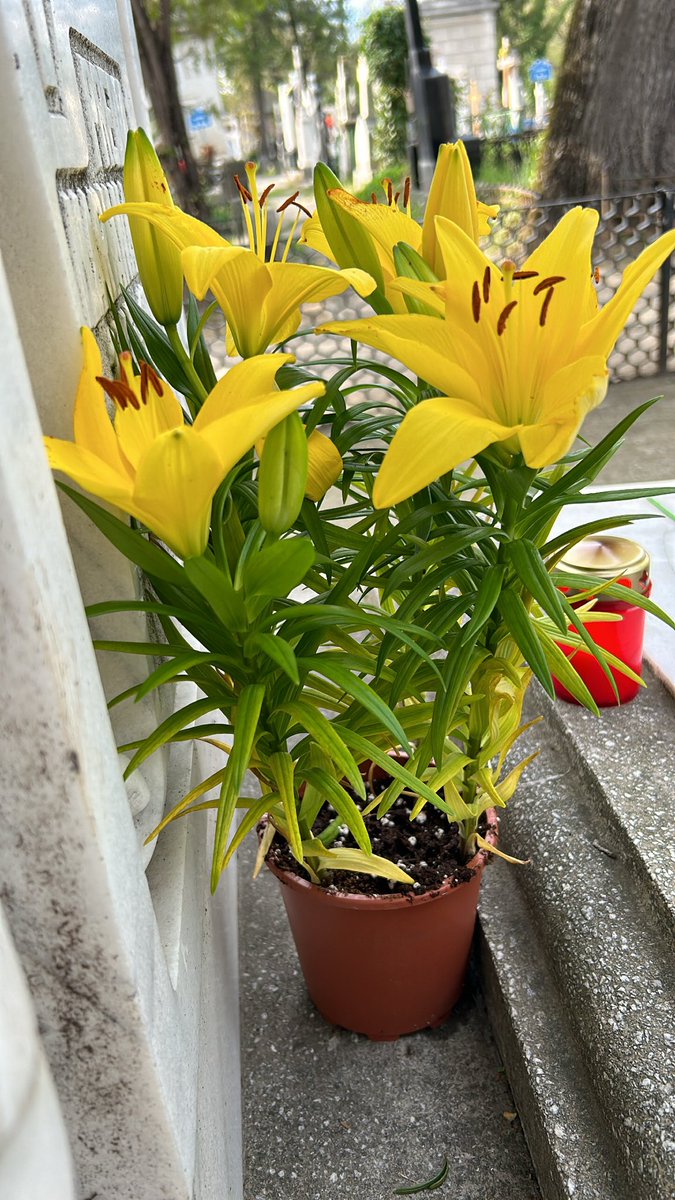 LucaCallimachi's tweet image. #Bellu #cemetery #lapleureuse #sculpture #art #Bucharest #Easter #HappyEaster