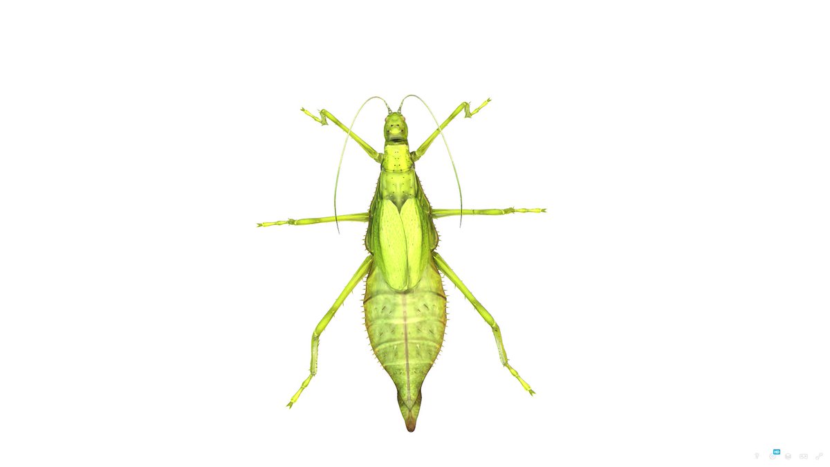 arcane_worlds's tweet photo. The Stick Insect is here! https://t.co/eRPZTmkmAd
#indiegame #Steam #SteamDeck #SteamGame #gaming #GamingNews #indiedevtracker https://t.co/kyjSDX7fOx