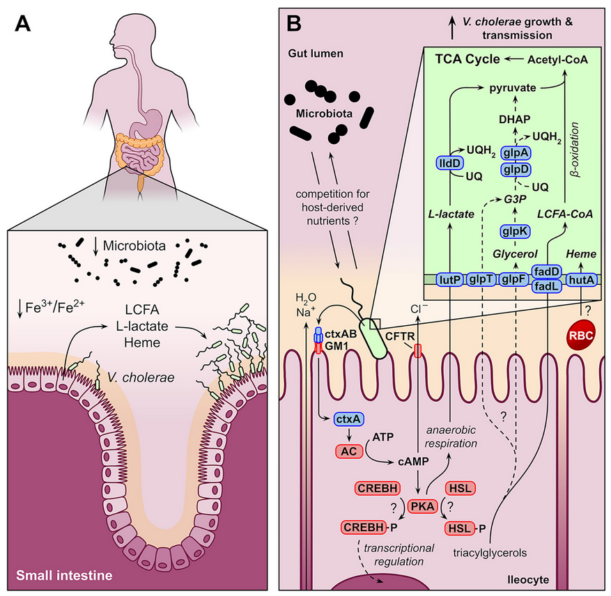 Cholera toxin: metabolic reprogramming of epithelial cells by a virulence factor changes the  luminal environment of the microbiota. Nice example of how pathogens expose causal links between host physiology and gut microbiota composition. journals.asm.org/doi/10.1128/ia…