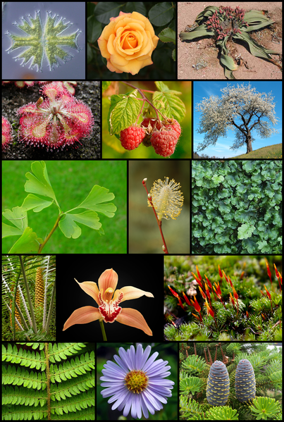 AndGenomics's tweet photo. Interested in plant genomics? https://t.co/UoXMTEmxGD
#PlantSci #Genomics #Bioinformatics #FascinationOfPlantsDay #DNADay22 #AcademicChatter #ScienceTwitter #ReTweet #OpenScience #WomenInSTEM #OpenAccess #WomenInScience #WomenWhoCode #100DaysOfCode #DataScience #PhDchat https://t.co/5HriJvZ3pV