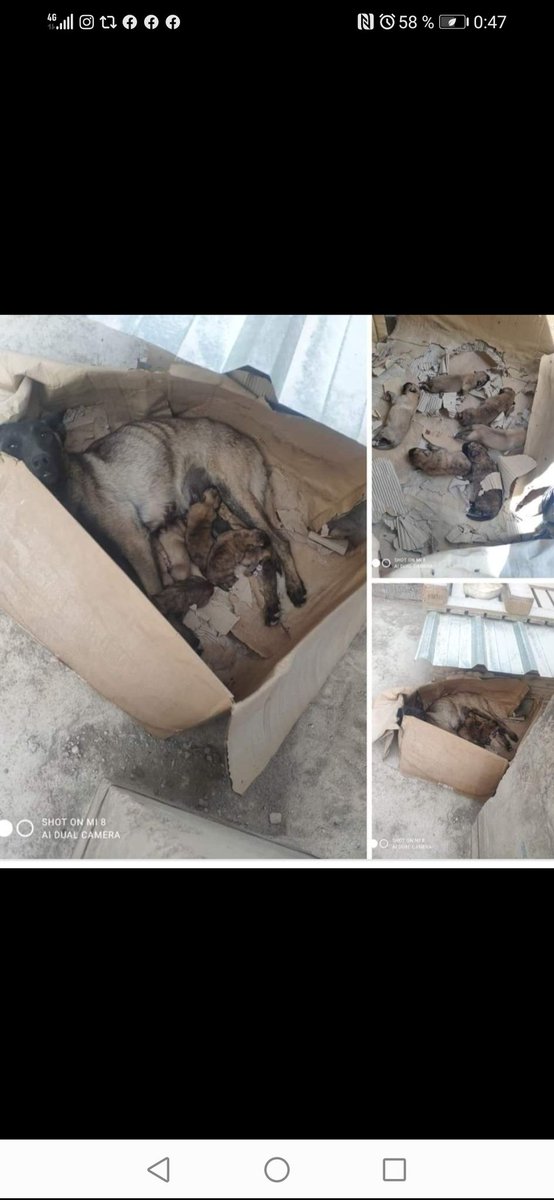 Sevilla. Pedrera
Encontrada perra pastora belga malinois canela junto a sus 6 cachorritos cruces de mastín. Están en una fábrica y corren peligro. Un chico alimenta a la madre 
¿Alguien los reconoce o puede ayudarlos?
Contacto 665147703
Publicado 05/05/2023