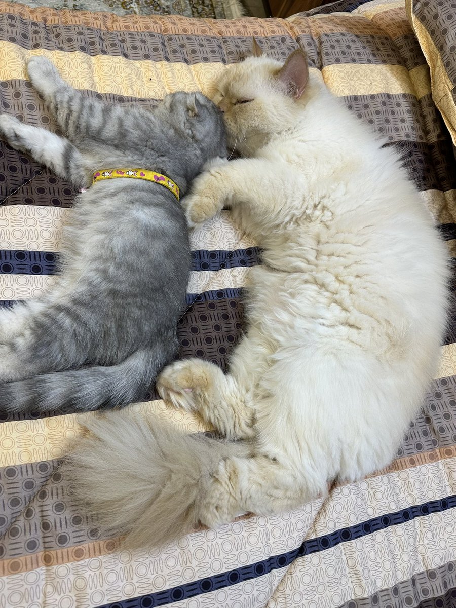ehd6699's tweet photo. خواهر برادری🥥🐈♥️ https://t.co/cbAKpoGNa3