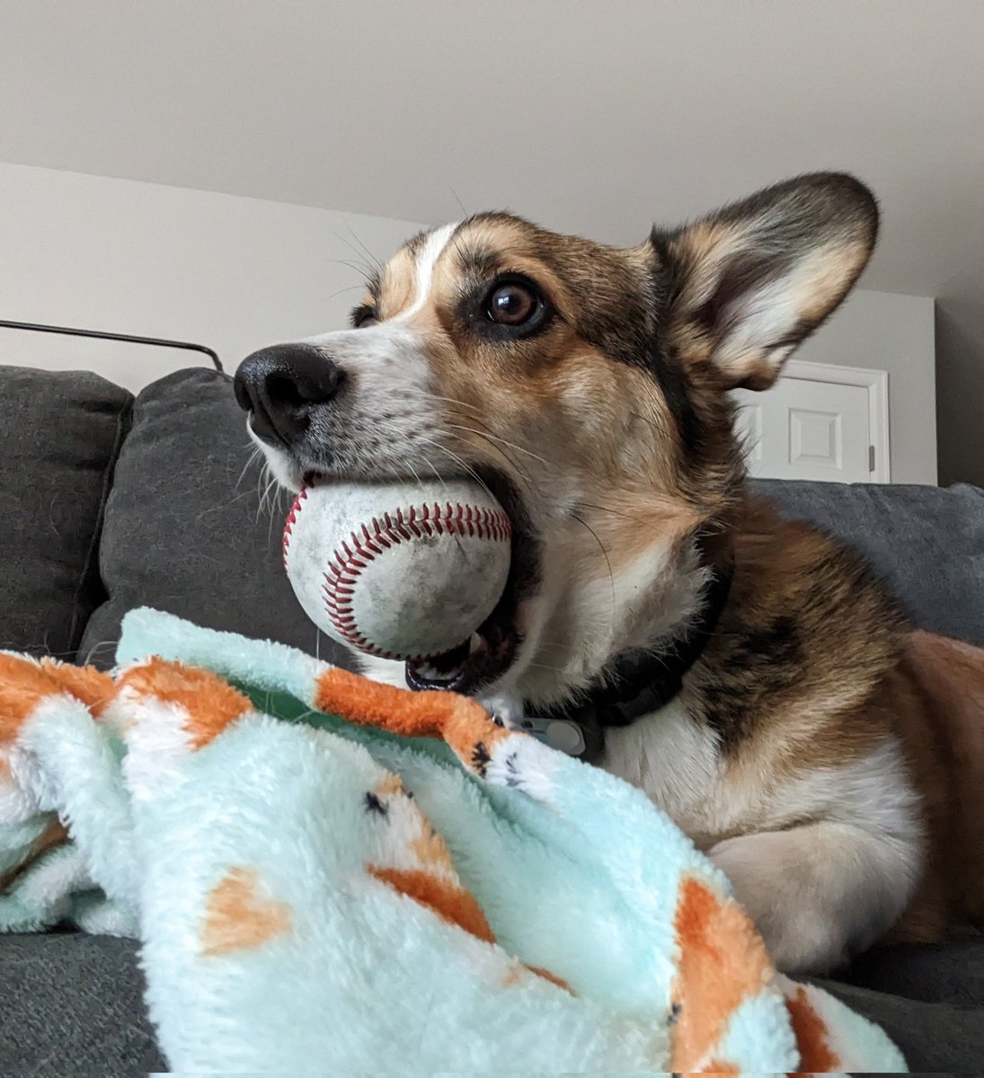 StevieRae4's tweet photo. @Se0kedInLuv I found a baseball today in the parking lot at work and brought it home for my pupper. He has barely put it down 🥹 https://t.co/FISk3NWATu