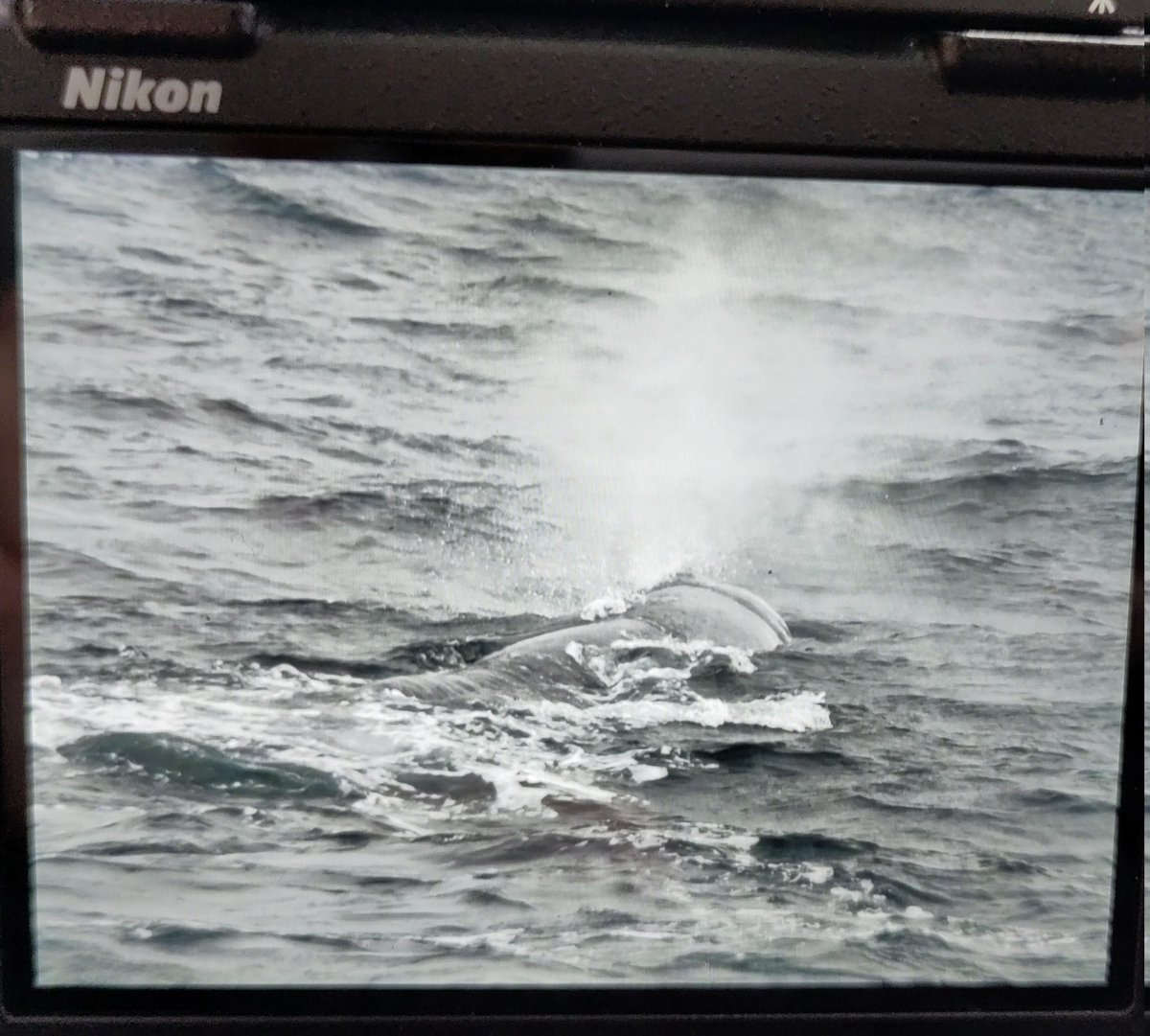 cynthia_barile's tweet photo. 🐳 THE STAR OF #IMMErSE2023 🐳 Intense moment when this gorgeous #spermwhale showed up ahead of us 🎉
🎧 Acoustic data ✅ 
👀 Visual data ✅
🧬 Water samples for #eDNA ✅
What a team, beyond grateful for each and everyone onboard ❤️
Hope he brings many of his mates tomorrow 😉🤞🏼 https://t.co/h23XdHam1a