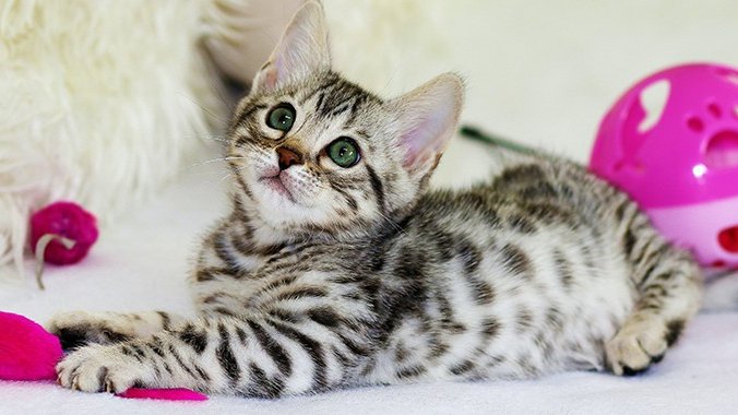 AdvSpec_Design's tweet image. advertisingspecialtiesanddesign.com/we/we.dll/WEBl…
#advspec_design #promo #marketing #cats #catsofinstagram #animalrescue #veternarian #pets #pet #animals #dogs #gato #petsofinstagram #kittensofinstagram #adoptdontshop #merchandising #business #entreprenuer #sales #promotion