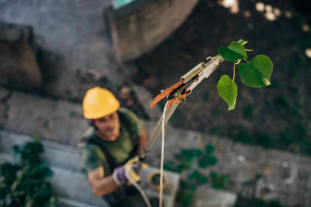 highrise_tree's tweet image. Turn to Highrise Environmental &amp;amp; Tree Services for professional tree care. We&apos;re dedicated to providing services that ensure the safety &amp;amp; looks of customers&apos; properties. From tree removal to hydroseeding, we&apos;ve got it all. Contact us! bit.ly/4430b2Z