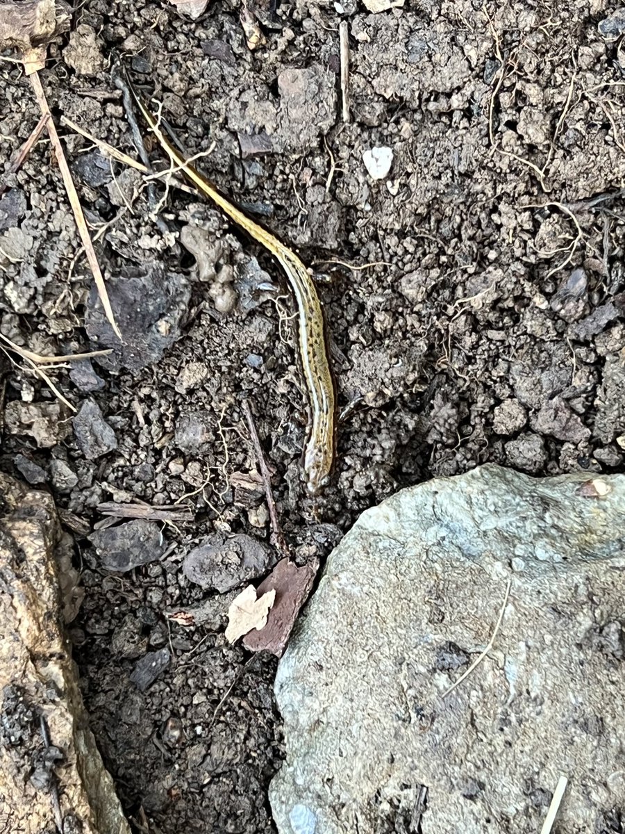 TNdigsgarden's tweet photo. it's a two lined salamander (eurycea cirrigera) in my garden. I am happy to see him or her living here! https://t.co/GTIa7B1Azd