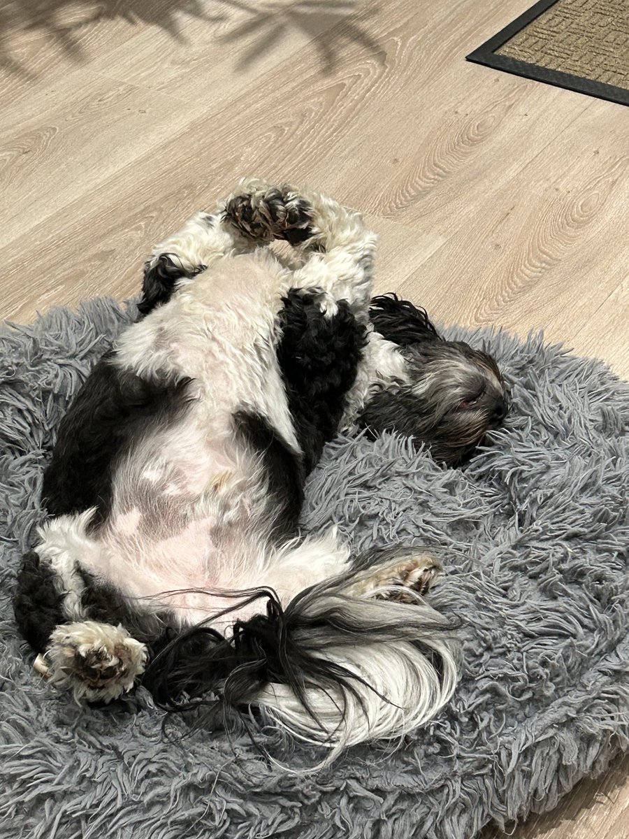 He’s a happy boy in his home