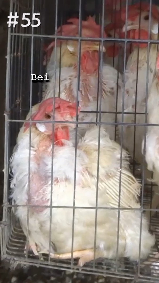 diossaro‼️ on Twitter "How i eat an egg sandwich knowing its a product