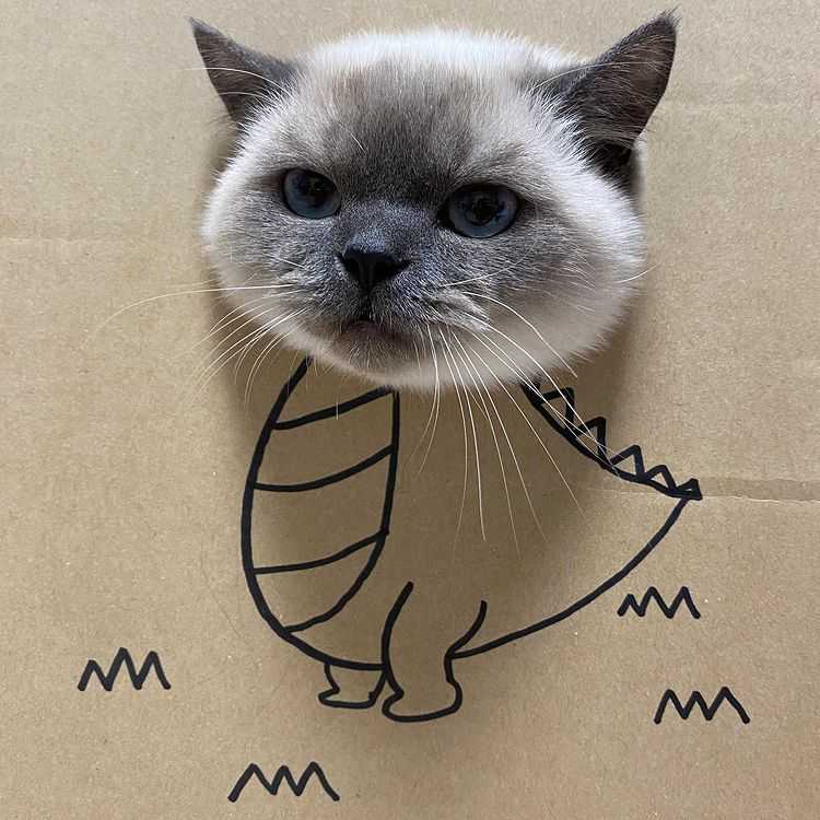 Why you should have a cat (@shouldhavecat) on Twitter photo 