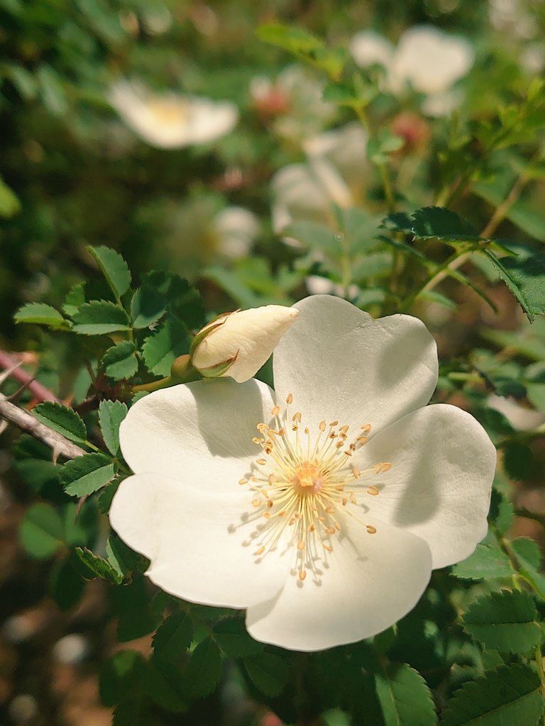 ittuseimama's tweet photo. お花が綺麗で可愛くて𖤣𖥧𖥣｡𖥧𖧧
#花が好きな人と繋がりたい 
#写真好きな人と繫がりたい 
 #スマホ写真 https://t.co/CXw7y6hUIp