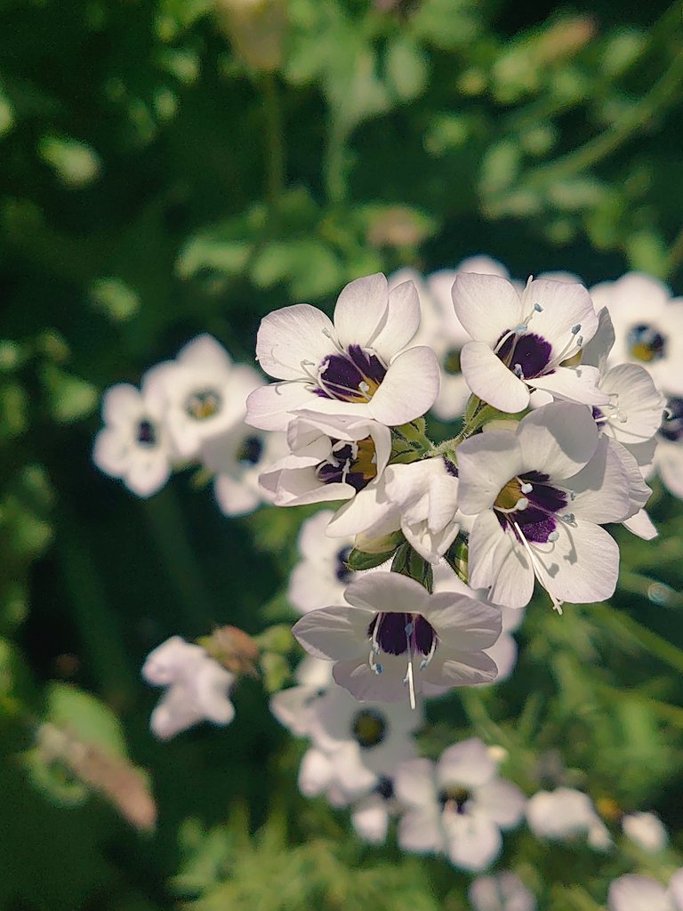ittuseimama's tweet photo. お花が綺麗で可愛くて𖤣𖥧𖥣｡𖥧𖧧
#花が好きな人と繋がりたい 
#写真好きな人と繫がりたい 
 #スマホ写真 https://t.co/CXw7y6hUIp