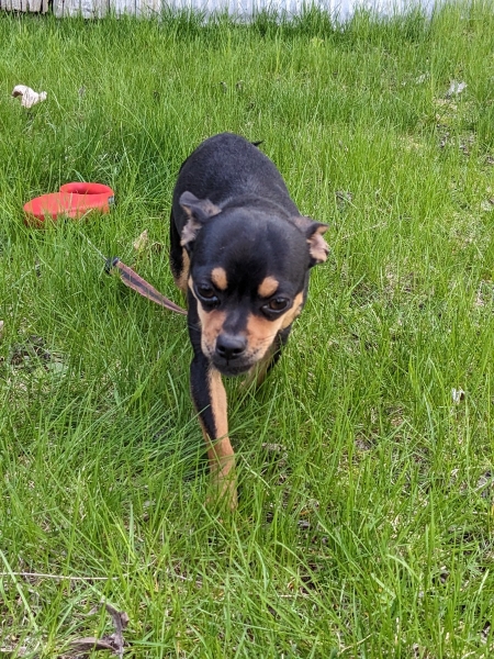 Chihuahua
petpost.ca/pets/dogs-pupp…