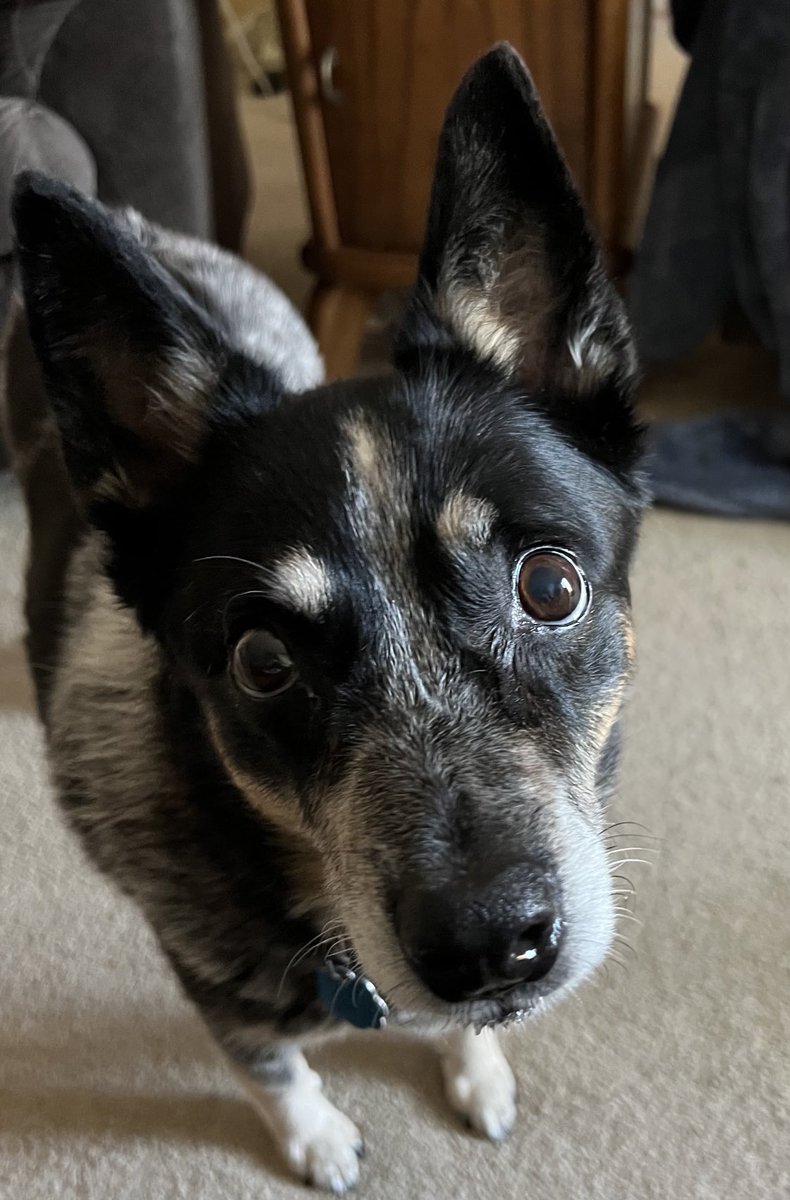 getitdone51's tweet photo. I would like another treat please… https://t.co/ww5xEQwVKr