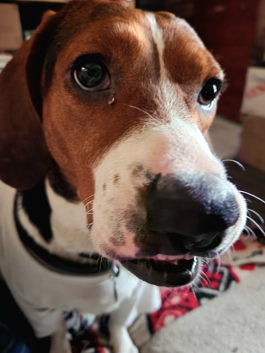 llsmill091485's tweet photo. @LolaPatolla From Gracie! Hang in  there new pups. I am Grace, and a few short days from now, I will be here with my family 6 months on May 14th!  Better days ahead, and you will always be a member of the #CoopTroop #beagles #hounds #padogs https://t.co/qbqATzZFZx