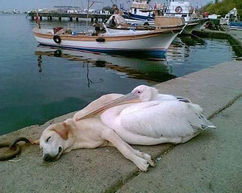 A pelican befriended a stray dog who was often spotted hanging out all alone along the boat docks. The man who photographed this has adopted him but brings him back every day to see his friend, Petey the Pelican.