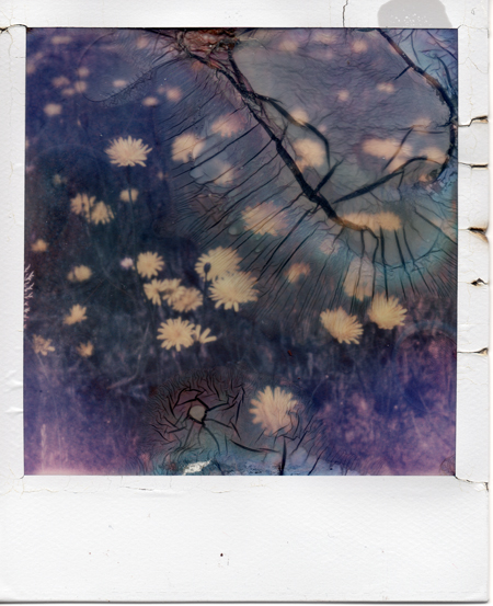 analog_fine_art's tweet photo. Fleurs Frénétiques by Sabrina Lesert
@polaroid #analogfineartphoto #square #plant @lomography #px70 #nature #colors_of_day #visiblewomen #analogphotography #polaroid #heylomography #surreal #fineart #pissenlit #fleurs #flowers #vegetal #arte #sx70 #instant #visual #flower… https://t.co/FwA2rEtzsL