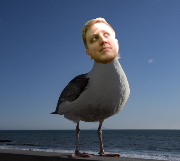 ph1lgull's tweet photo. #philgull enjoying the evening sunshine. https://t.co/8etOt0uHBZ