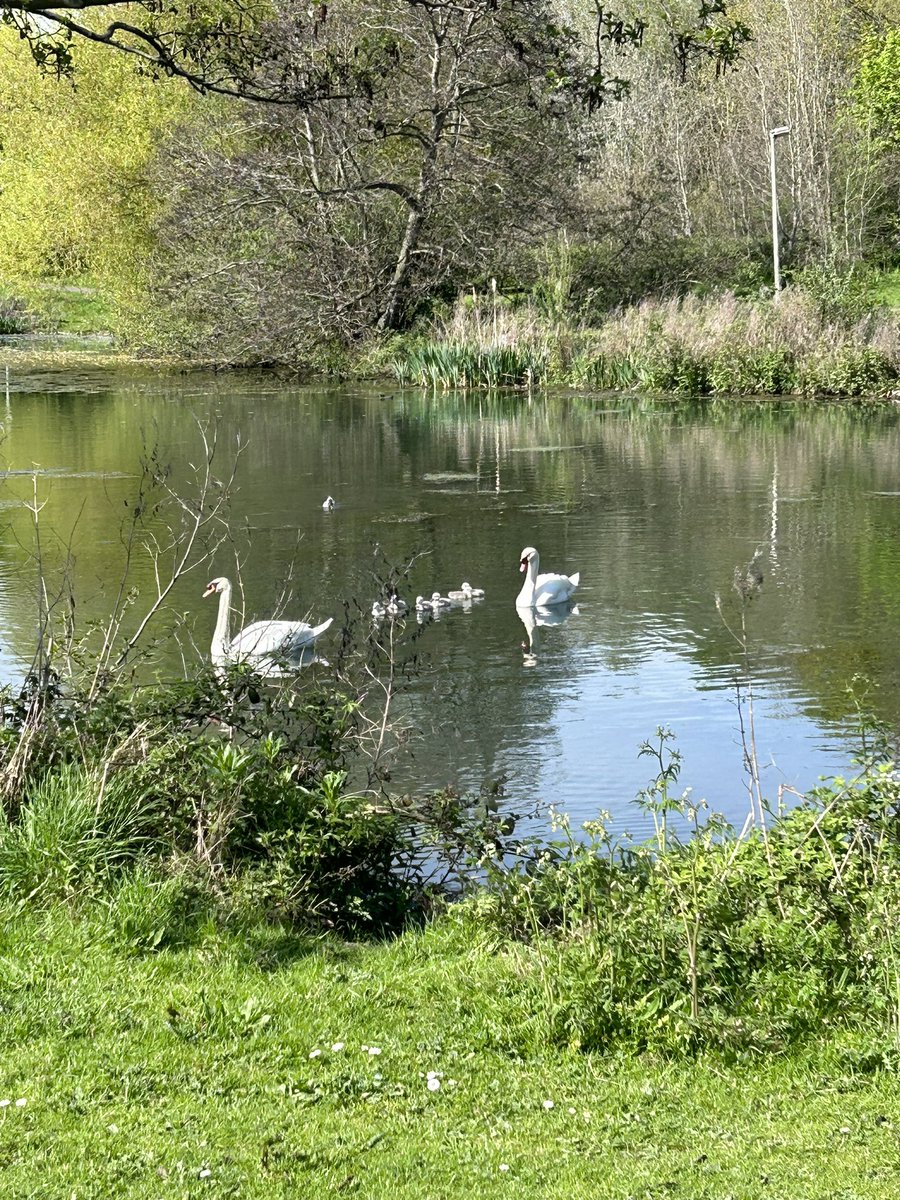 mel070477's tweet photo. How all the baby cygnets are out in time for the coronation. #Coronation2023 #wildlife #cygnets https://t.co/uwE1RD6EgP