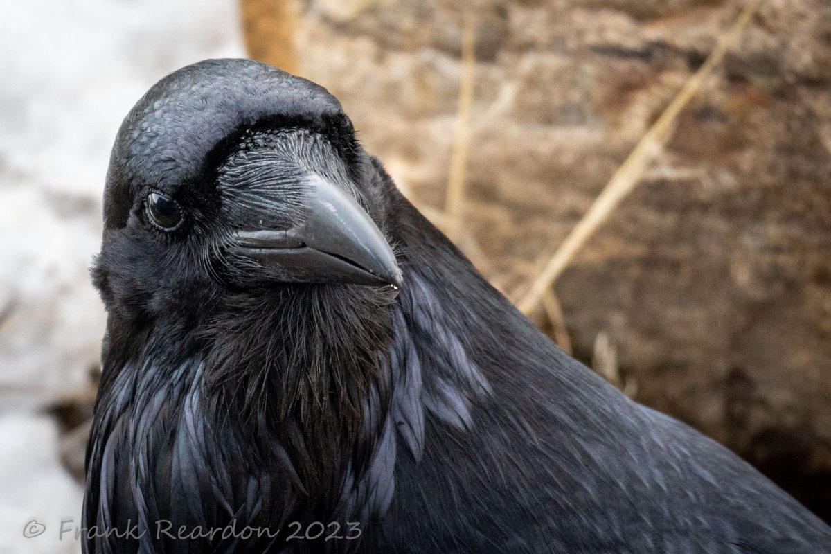 Up close #ArcticRaven MAY.5.2023 #BirdSpotting