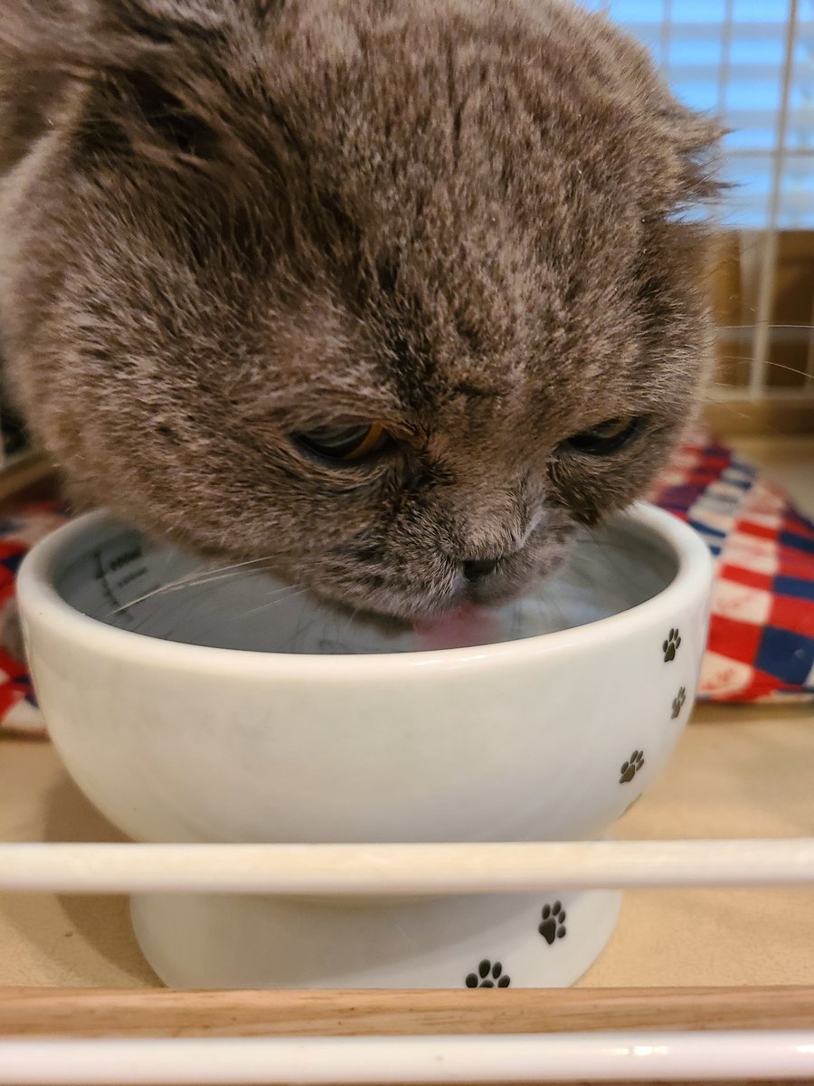 Nyaos17's tweet photo. 水分補給💦

#スコティッシュフォールド 
#猫好きさんと繋がりたい 
#猫のいる幸せ 
#猫のいる生活 
#猫のいる暮らし https://t.co/9wp16xhl5m