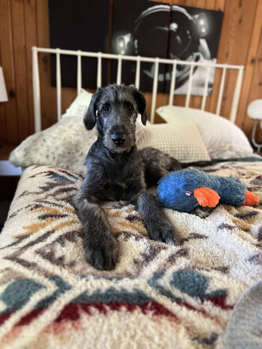 Welcome the newest family member to my ever growing farm: Hubbell. He loves squeaker toys and stealing all the food around the house that isn’t his. And shoes! The gentlest of giants. ❤️
 #irishwolfhound #YourGirlIsLovelyHubbell