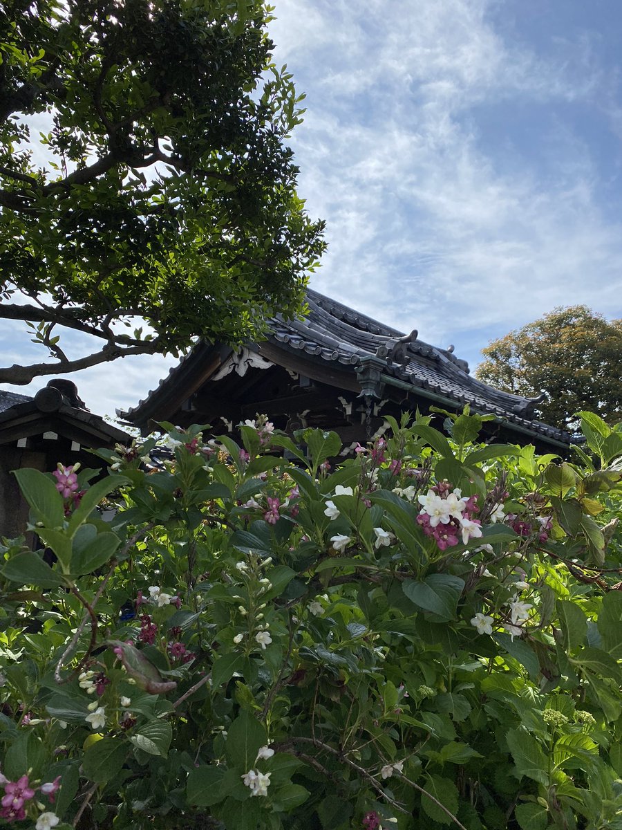 こんな清々しい朝に次はいつ巡り会えるやら https://t.co/p3TjzQ0xtB