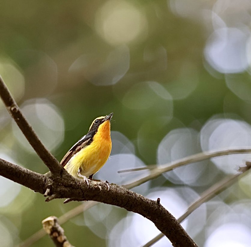 やっと撮らせてもらえました😅
#タマボケ
#キビタキ
#eosr7
#my_eos_photo
#canonphotography
#bird_photography
#best_birds_of_world
#best_birdring_Japan
#Japan_nature_photo
#best_birds_of_ig