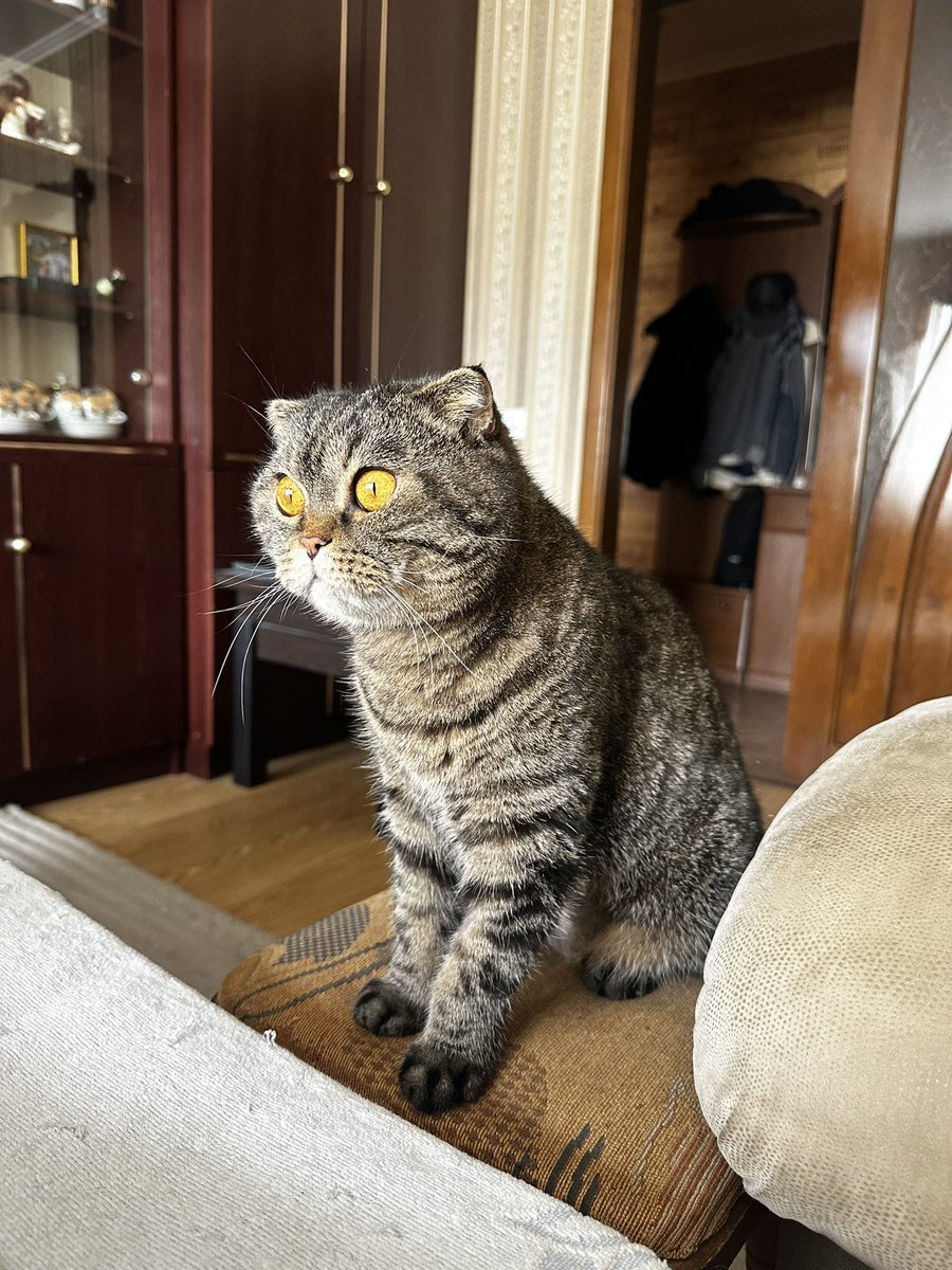 Сьогодні святкуємо річницю
Вже один рік як в мене ця малиха 😽

Беріть пухнастиків з притулків, так ви дасте їм нову домівку та ощасливите себе