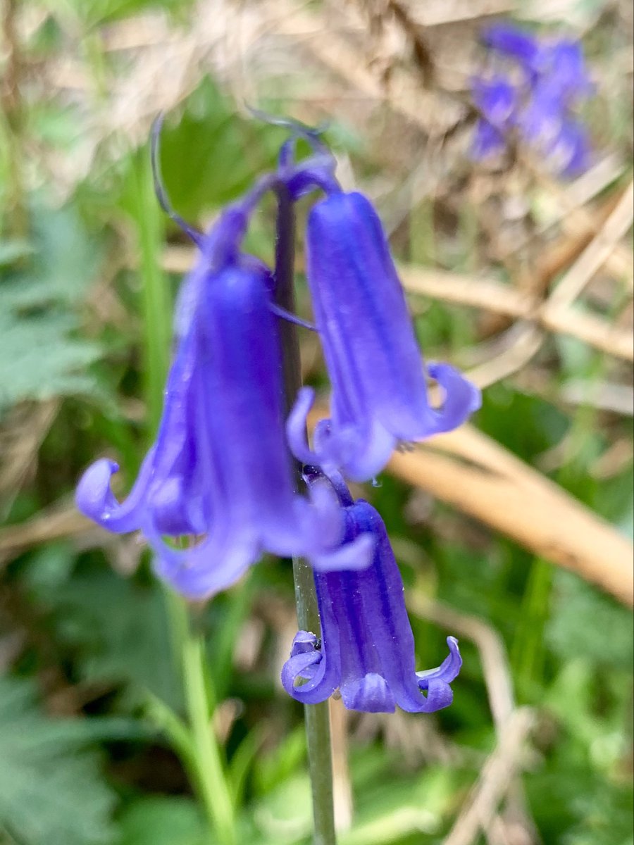 GillianSurgey's tweet photo. @StephenAHenry Beautiful. I’m struggling with hip pain this week & worried that I might miss the bluebells at their peak in #ColonelsParkWood, #Tregagle. If anyone happens to be in #Monmouthshire perhaps you could go & have a look for me. https://t.co/5rYx8SVwsl
