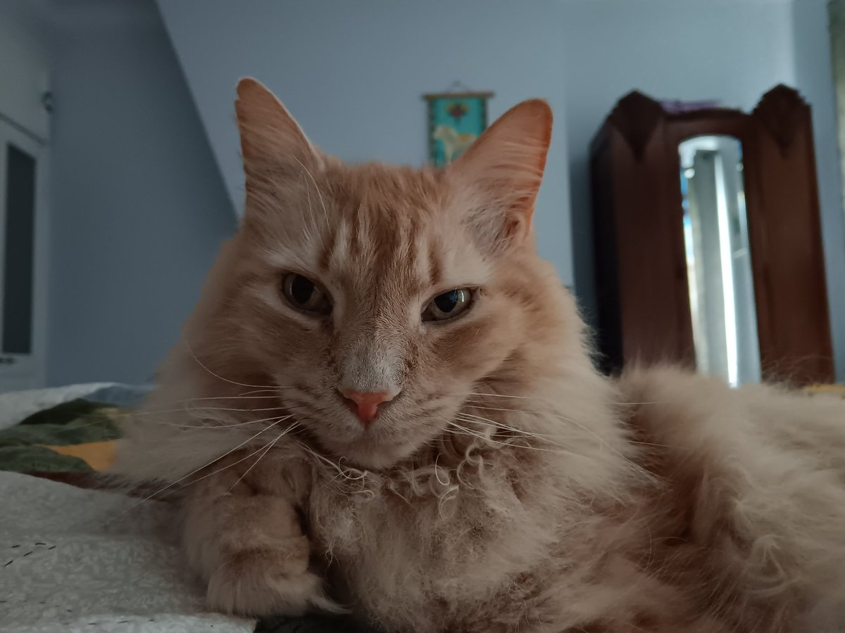 Just look at this cat. 13 years old with thumbs. Moved himself into my house without asking. We've lived in two countries and three houses. He gets a fancy ass MAb therapy once a month, and has two types of wet cat food and three dry cat food. Happy birthday, catski.
