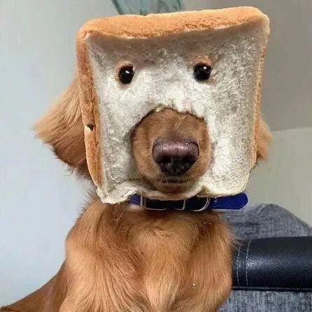 _goldenretrieve's tweet photo. What breed is behind this bread?🍞
Rate This Cuteness 10-100??📷📷
-
 #dog #dogs #scotland #dogsoftwitter #Easter2023 #captainchaos #puppylove #puppies #goldenretrieversofinstagram https://t.co/Yic1pesO9A