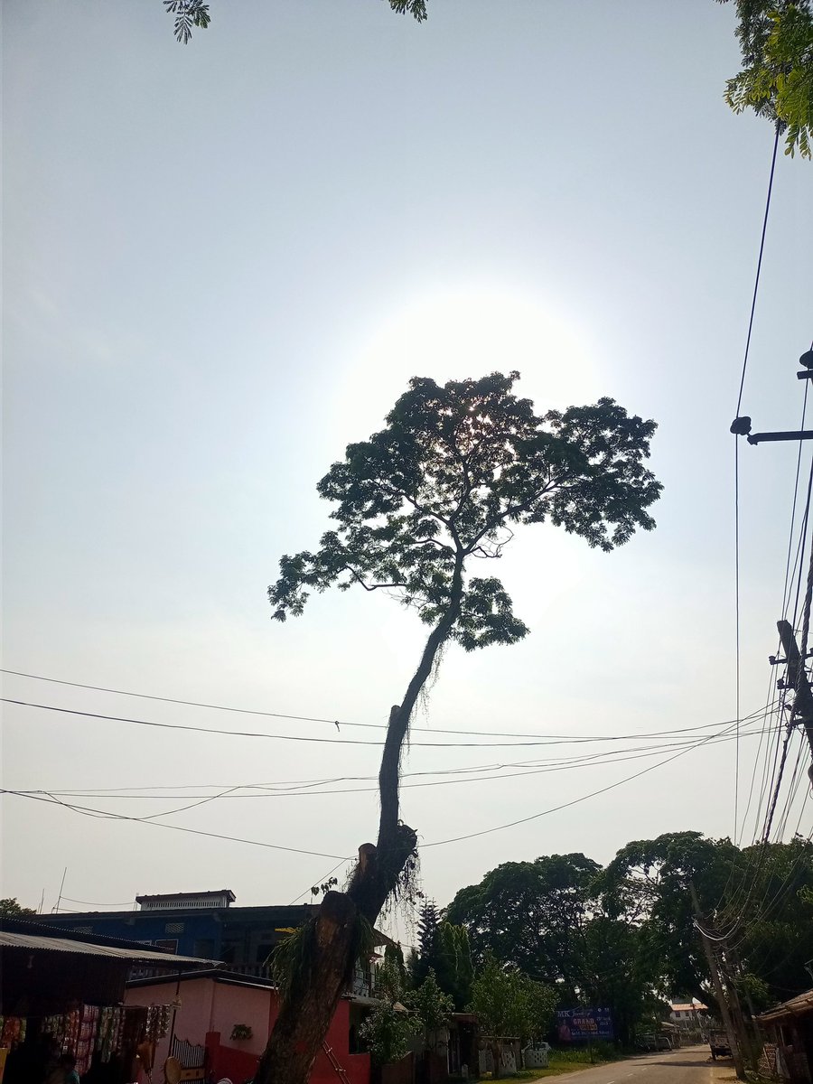hema_borgohain's tweet photo. It's okay to cutting trees, but heat wave is not okay right ....... https://t.co/g9f89mhFpu