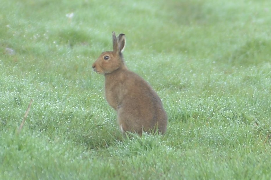 Delichon82's tweet photo. Wheatear, Irish hare and early purple orchid were the highlights of this morning's Countryside Bird Survey transect @BirdWatchIE @BirdsMatter_ie https://t.co/dNR9BUUAKf
