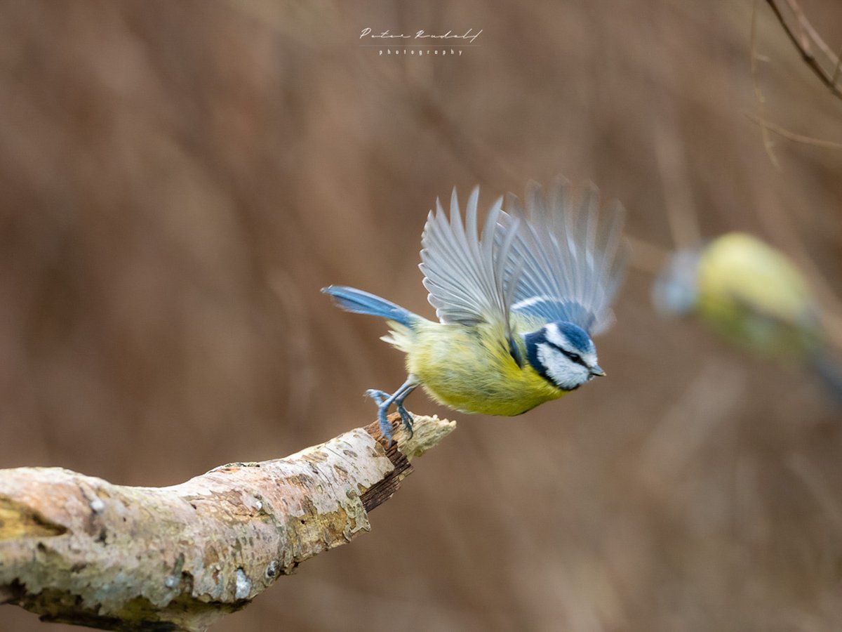 Lift off! A Blue tit about to take flight. OM-1, M.Zuiko 300mm F4 IS PRO, 1/1600 sec, f/4, ISO 2500. #bluetit #OMSYSTEM #omsystem.cameras #om1 #defythemoment #bto #rspb_love_nature #ukwildlifephotography #birdphotography #wildlifephotography #ukwildlifeimages