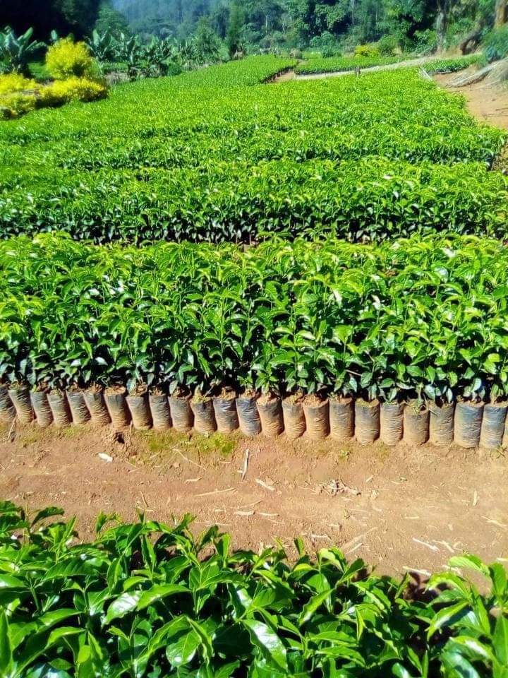 EthioMerej's tweet photo. The coffee plantation that was being prepared for next summer in Homa Woreda of West Wollega is currently in the hardening off stage. Coffee development is being considered as a major initiative in West Wollega Zone
#Coffeedevelopment 
#Majoreconomicsector
#Majorexportedcommidity https://t.co/M3deCqk9pH