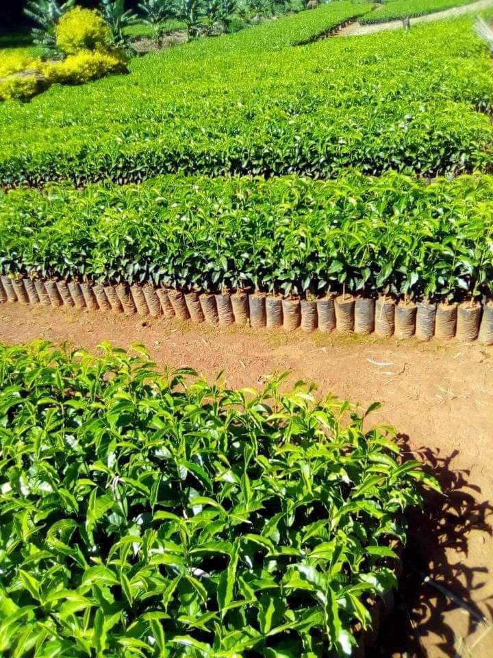 EthioMerej's tweet photo. The coffee plantation that was being prepared for next summer in Homa Woreda of West Wollega is currently in the hardening off stage. Coffee development is being considered as a major initiative in West Wollega Zone
#Coffeedevelopment 
#Majoreconomicsector
#Majorexportedcommidity https://t.co/M3deCqk9pH