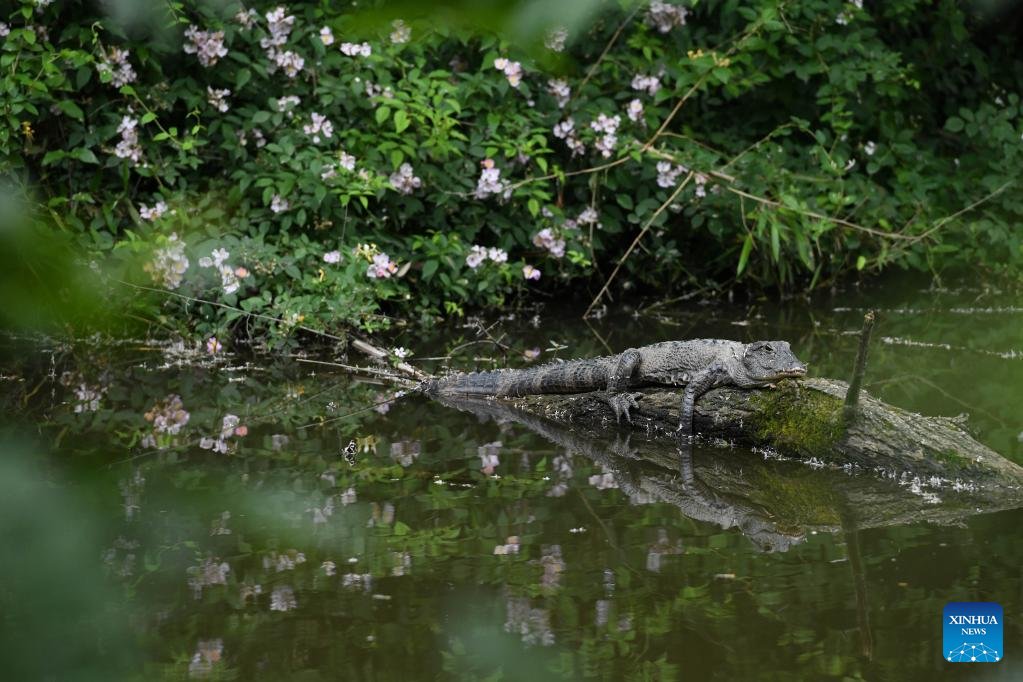 Photo taken on May 11, 2023 show some Yangtze alligators found by investigators during a survey at a Chinese alligator national nature reserve in east China's Anhui Province. #alligator #YangtzeRiver #animal