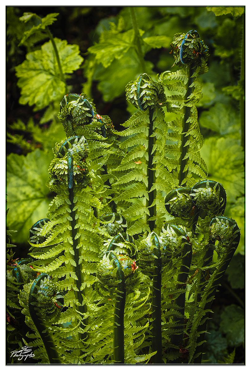 littleclibe's tweet photo. The unravelling of spring 🌿
Morning everyone &amp; happy Wednesday 😊📸
#MacroPhotography #PhotoStacking #Spring #Fearns #NatureBeauty #Plants #NatureWonders #Plants #TwitterNatureCommunity @MacroHour #TwitterNaturePhotography #Green #Gardens https://t.co/zsdNU9gIuU