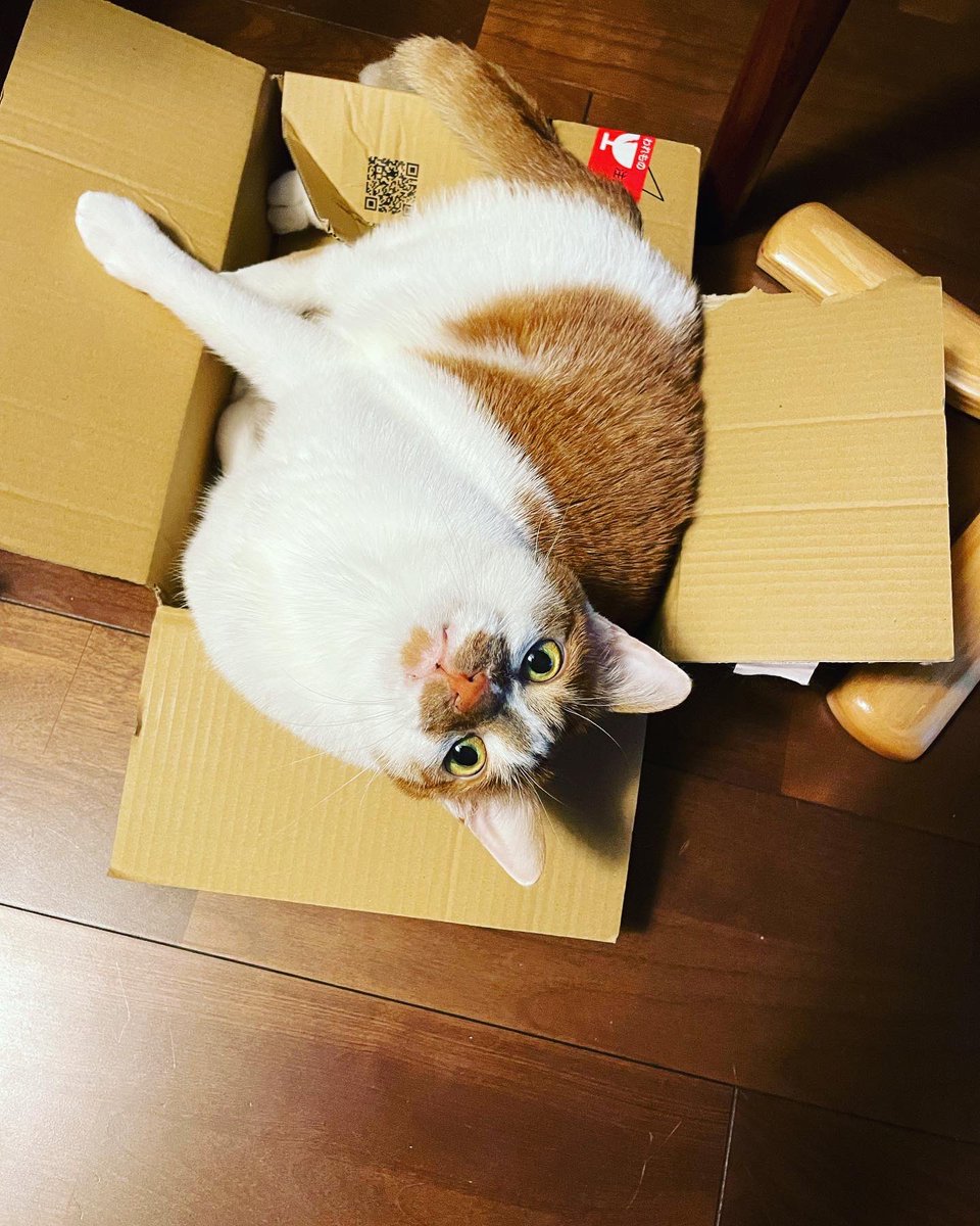 Hi! it's my favorite place.meow!
ฅ^•ﻌ•^ฅ♡ 
#cat #tsukushi #Japan #meow