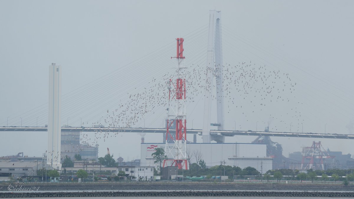 Egretta_thula's tweet image. 今日は世界渡り鳥の日！
今年のテーマは「鳥たちの命を支える水」です。

名古屋市民は藤前干潟が守られた歴史を、ぜひ思い出してみてください。

 #世界渡り鳥の日 
＃ハマシギ ＃トウネン